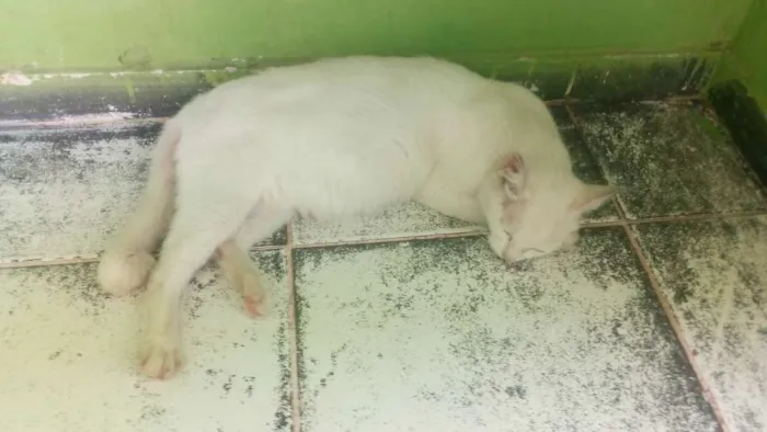 Gato ra a Sem raça definida idade 1 ano nome Branquinha