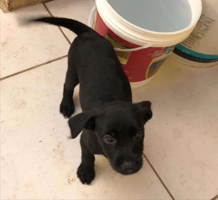 Cachorro ra a SRD idade Abaixo de 2 meses nome Nina 