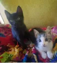 Mel e Mimi 