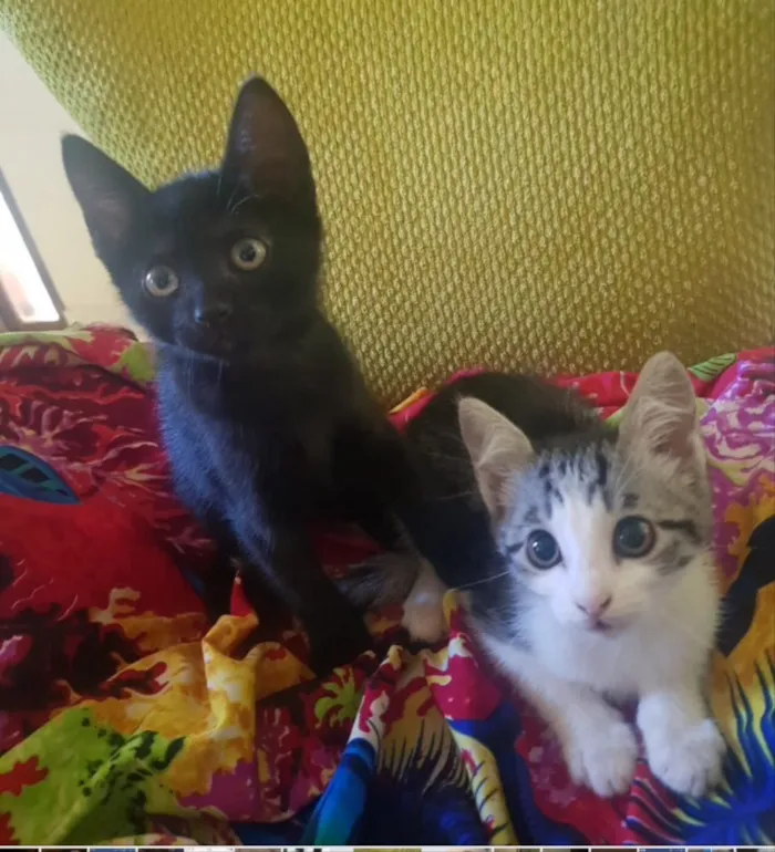 Gato ra a SRD idade 2 a 6 meses nome Mel e Mimi 