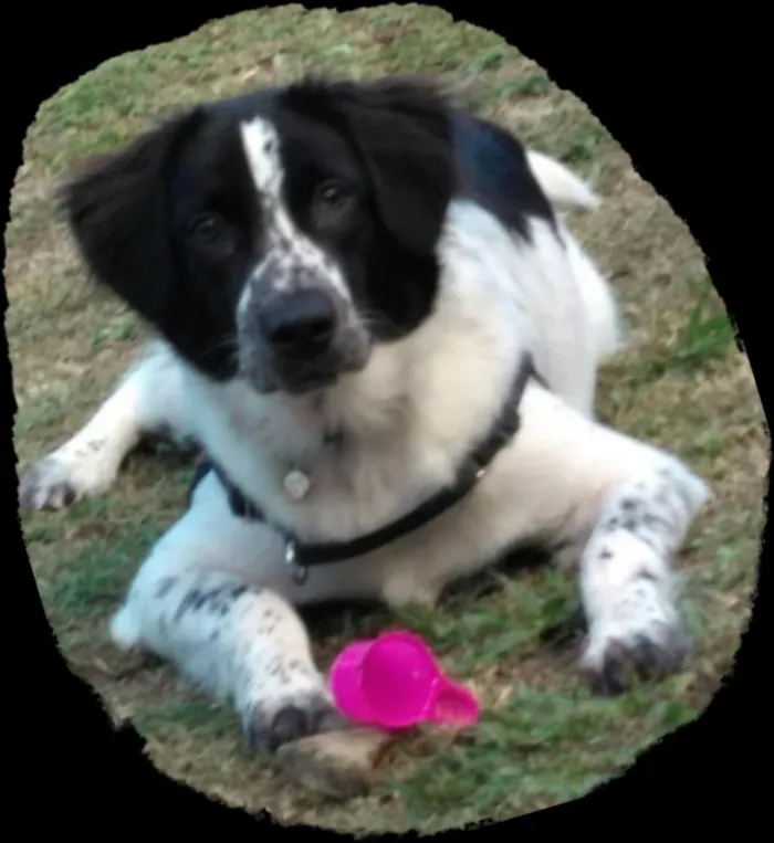 Cachorro raça  idade 1 ano nome Thor