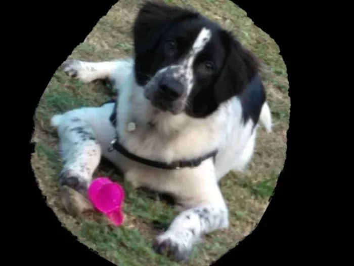 Cachorro raça  idade 1 ano nome Thor