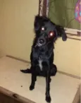 Maya 