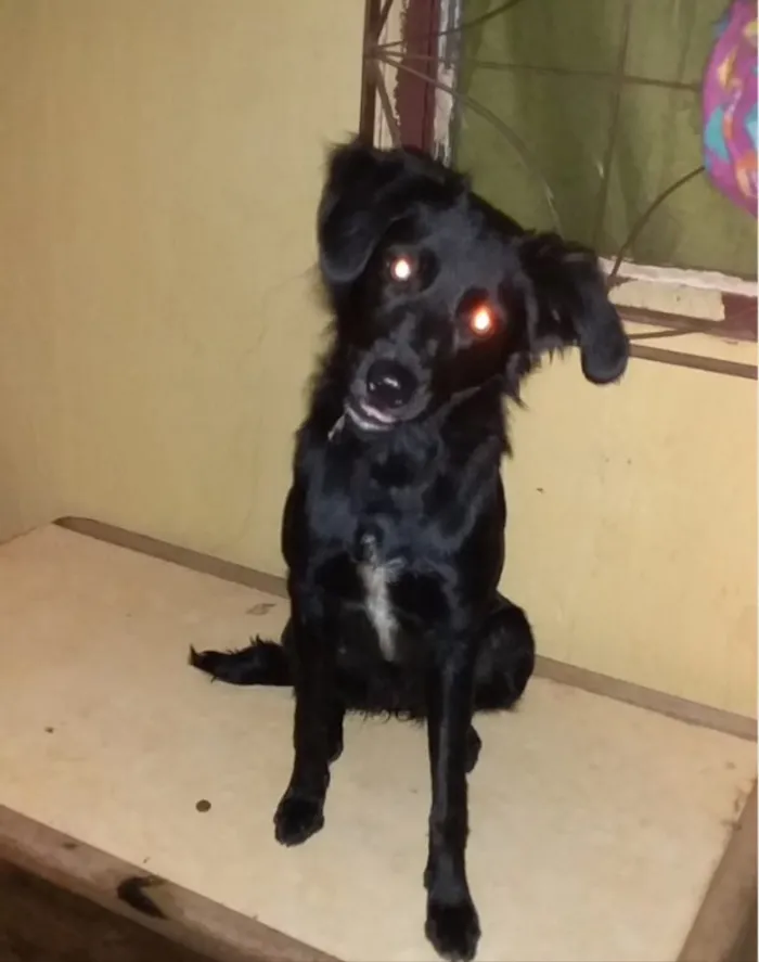 Cachorro ra a SRD idade 2 a 6 meses nome Maya 