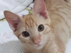 Gato raça srd idade 2 a 6 meses nome Leon