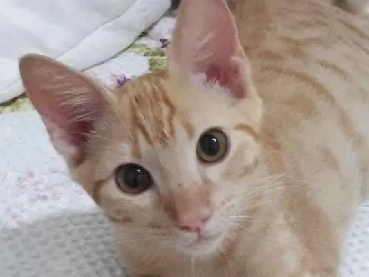 Gato ra a srd idade 2 a 6 meses nome Leon