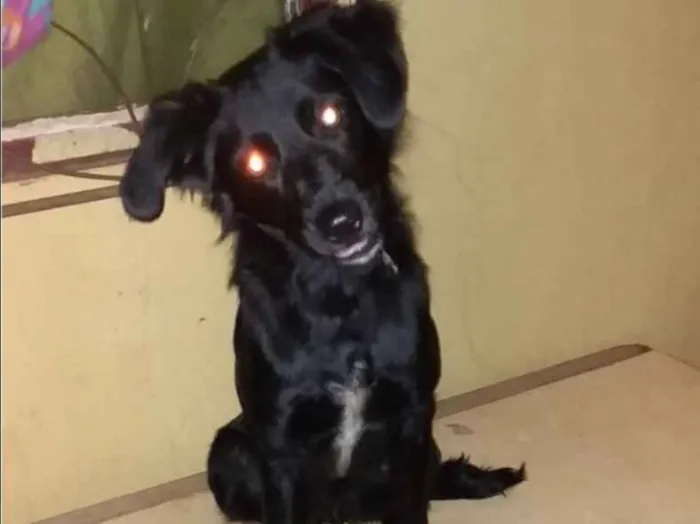 Cachorro ra a SRD idade 2 a 6 meses nome Maya 