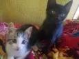 Mel e Mimi 