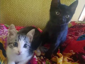 Gato raça SRD idade 2 a 6 meses nome Mel e Mimi 