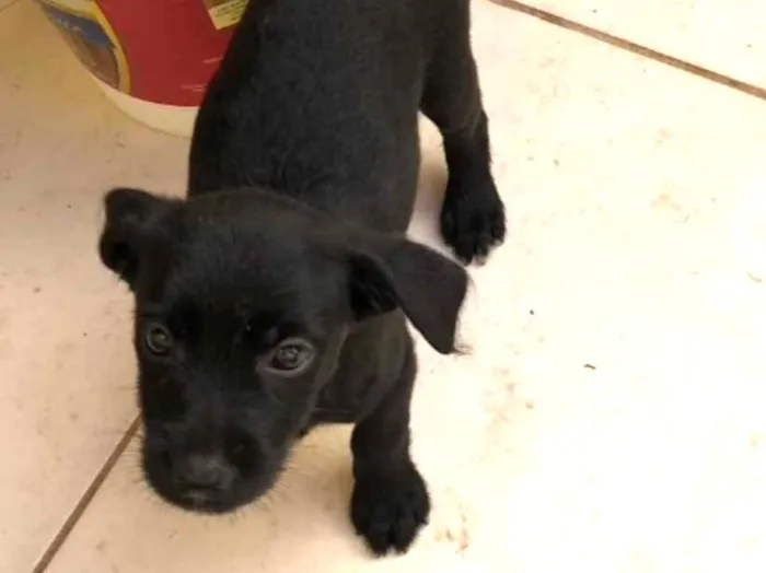 Cachorro ra a SRD idade Abaixo de 2 meses nome Nina 