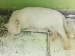 Gato raça Sem raça definida idade 1 ano nome Branquinha