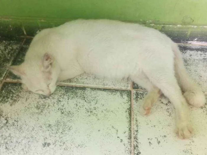 Gato ra a Sem raça definida idade 1 ano nome Branquinha