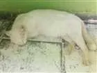 Gato raça Sem raça definida idade 1 ano nome Branquinha