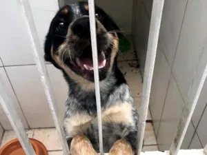 Cachorro raça Mix de boiadeiro australiano  idade 1 ano nome Sardinha