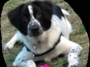 Cachorro raça  idade 1 ano nome Thor