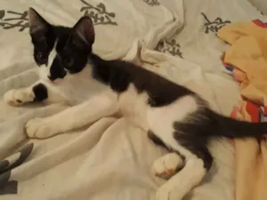 Gato raça Desconhecida idade 2 a 6 meses nome Call