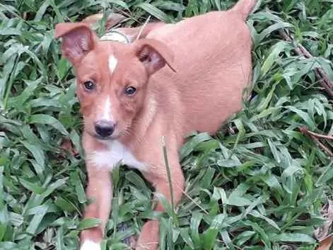 Cachorro ra a Sem raça definida idade 2 a 6 meses nome Fêmea Caramelo