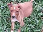 Cachorro raça Sem raça definida idade 2 a 6 meses nome Fêmea Caramelo