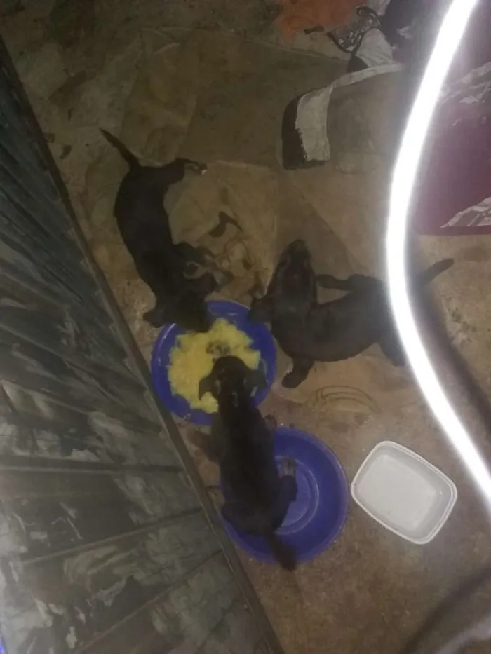 Cachorro ra a Mestiça idade 2 a 6 meses nome Não tem nome