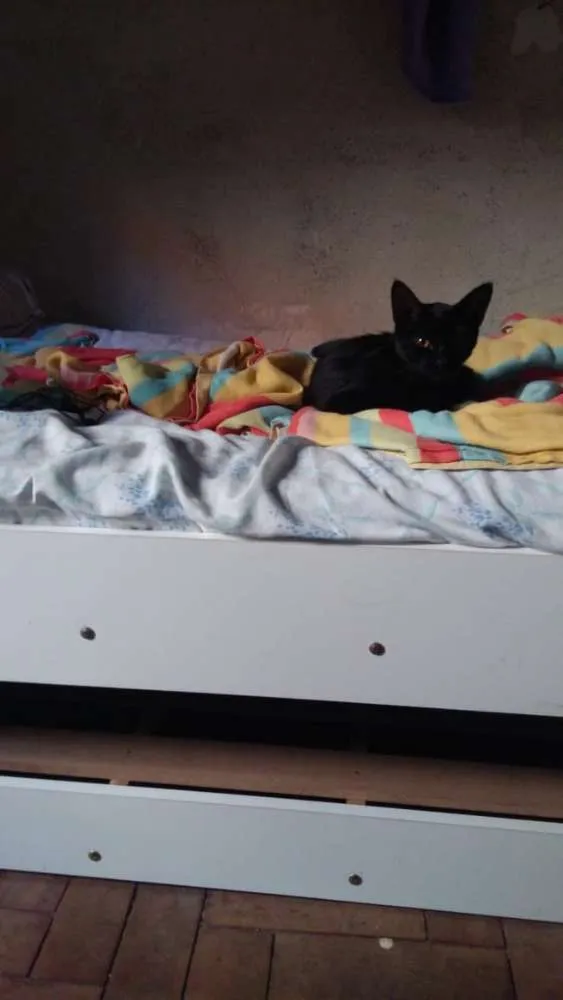 Gato ra a Vira-lata idade 2 a 6 meses nome Sem nome