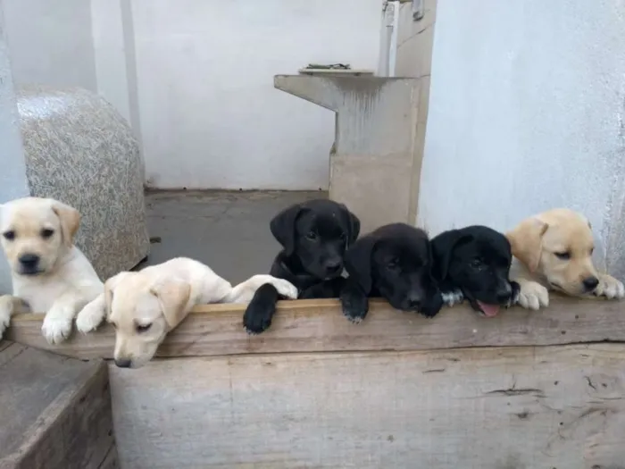 Cachorro ra a Labrador idade Abaixo de 2 meses nome filhotes