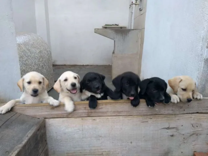 Cachorro ra a Labrador idade Abaixo de 2 meses nome filhotes