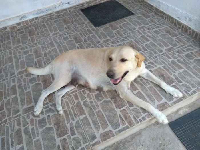 Cachorro ra a Labrador idade Abaixo de 2 meses nome filhotes