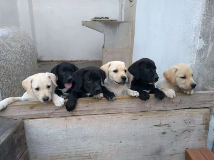 Cachorro ra a Labrador idade Abaixo de 2 meses nome filhotes