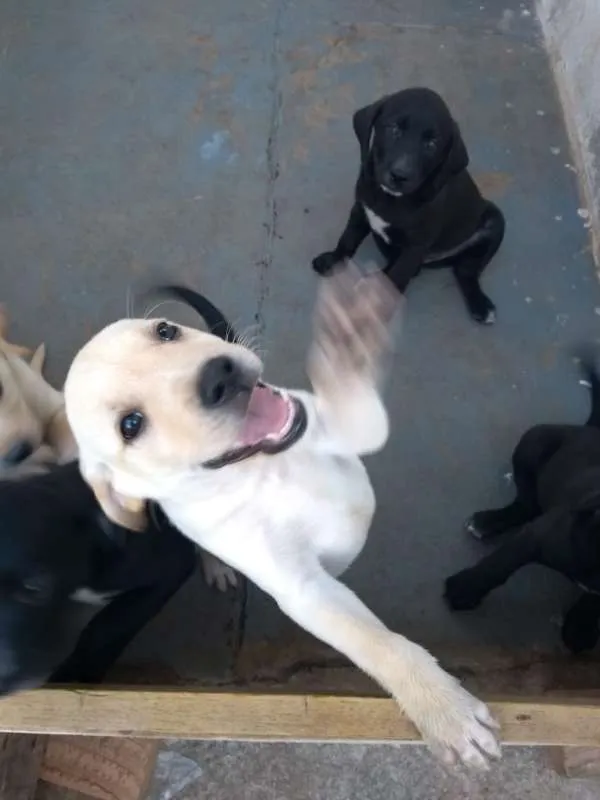 Cachorro ra a Labrador idade Abaixo de 2 meses nome filhotes