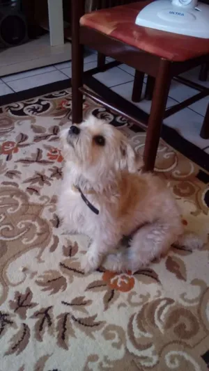Cachorro raça Srd idade 3 anos nome Thor 