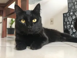 Gato raça SRD idade 1 ano nome Mingau
