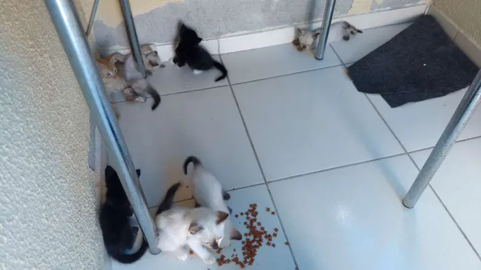 Gato raça vira lata idade 2 a 6 meses nome sem nome