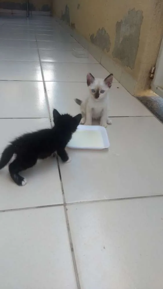 Gato raça vira lata idade 2 a 6 meses nome sem nome