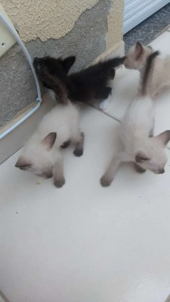 Gato raça vira lata idade 2 a 6 meses nome sem nome