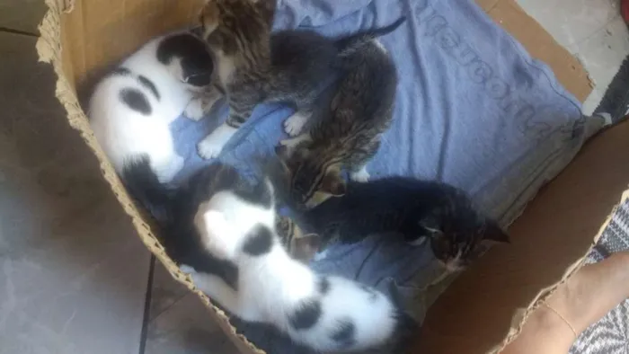 Gato raça Mistisa idade Abaixo de 2 meses nome Tem vários