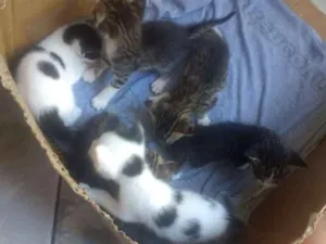 Gato raça Mistisa idade Abaixo de 2 meses nome Tem vários