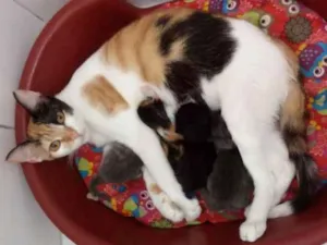 Gato raça  idade 1 ano nome Linda