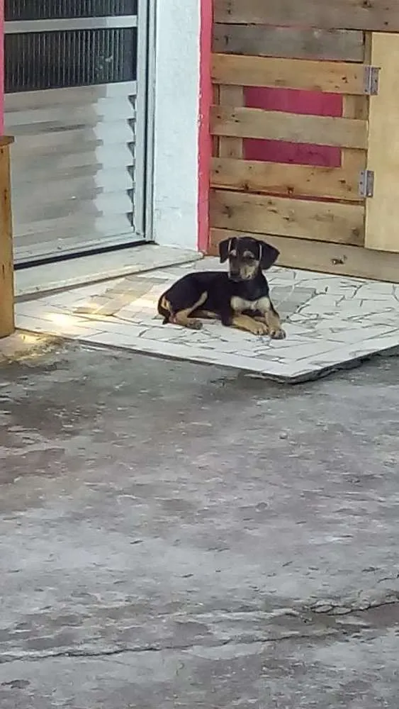 Cachorro raça Srd idade 2 a 6 meses nome Jade
