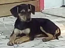 Cachorro raça Srd idade 2 a 6 meses nome Jade