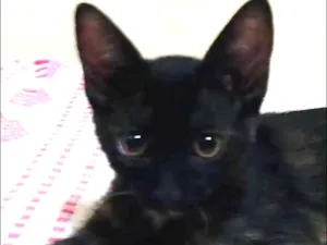 Gato raça SRD idade 2 a 6 meses nome Mike