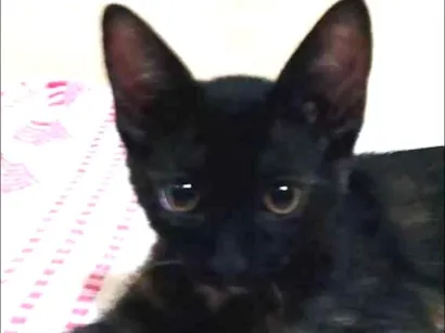 Gato raça SRD idade 2 a 6 meses nome Mike