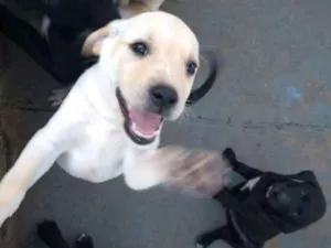 Cachorro raça Labrador idade Abaixo de 2 meses nome filhotes