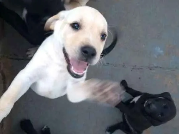 Cachorro ra a Labrador idade Abaixo de 2 meses nome filhotes