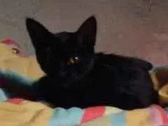 Gato ra a Vira-lata idade 2 a 6 meses nome Sem nome