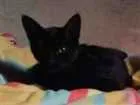 Gato raça Vira-lata idade 2 a 6 meses nome Sem nome
