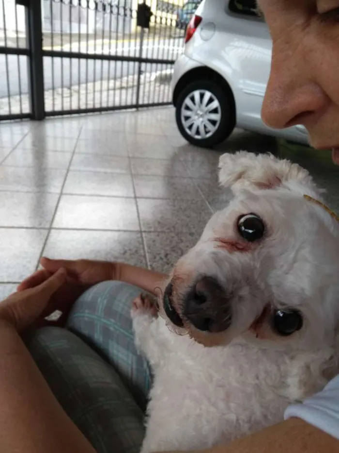 Cachorro ra a Poodle Mini idade 2 anos nome Penélope (Pepê)