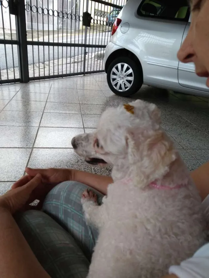 Cachorro ra a Poodle Mini idade 2 anos nome Penélope (Pepê)