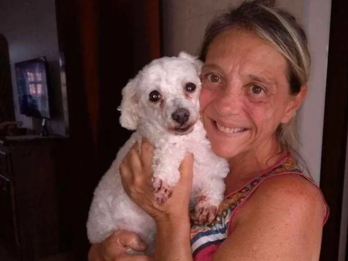 Cachorro ra a Poodle Mini idade 2 anos nome Penélope (Pepê)