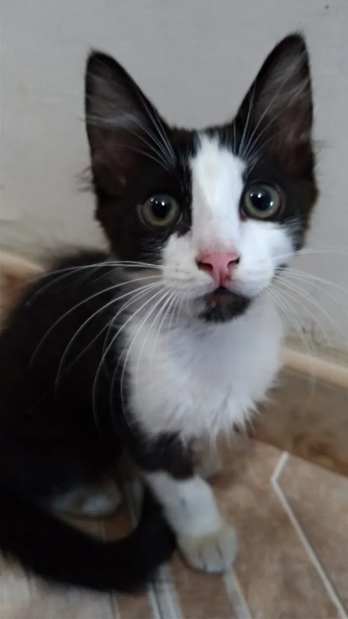 Gato ra a SRD idade Abaixo de 2 meses nome Fulano