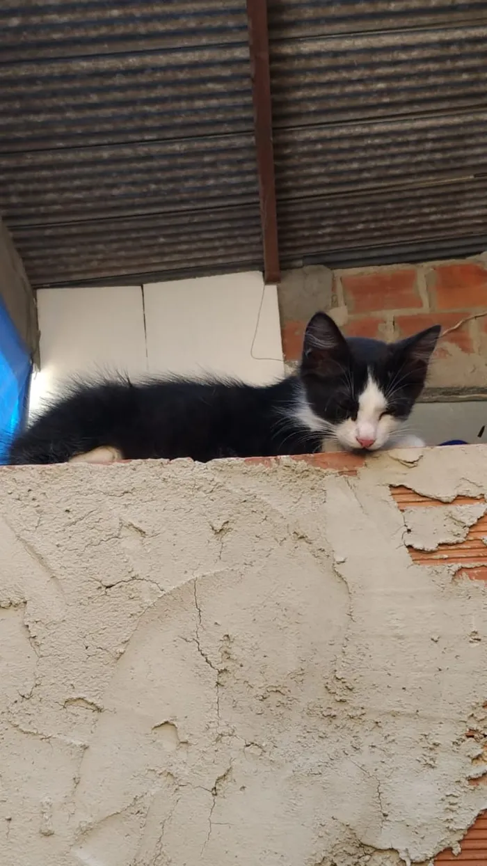 Gato ra a SRD idade Abaixo de 2 meses nome Fulano